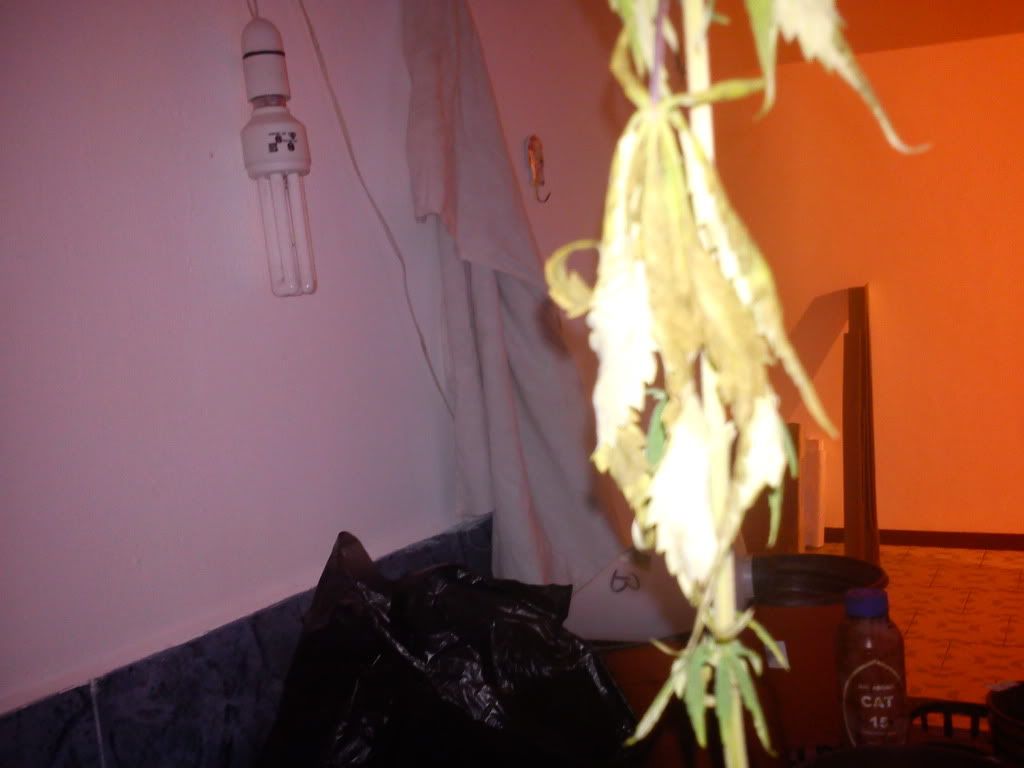 DSC00145.jpg