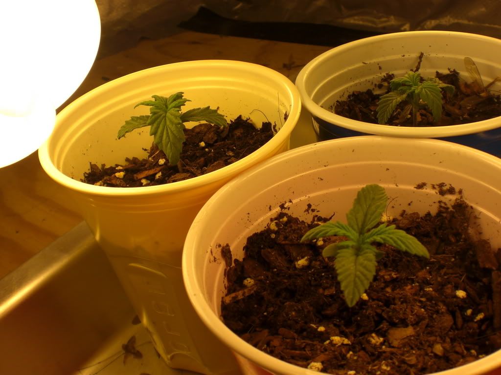 Grow015.jpg