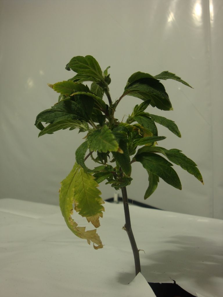 DSC04098.jpg