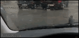 tumblr_mqt268M3xu1qasthro6_r1_400.gif