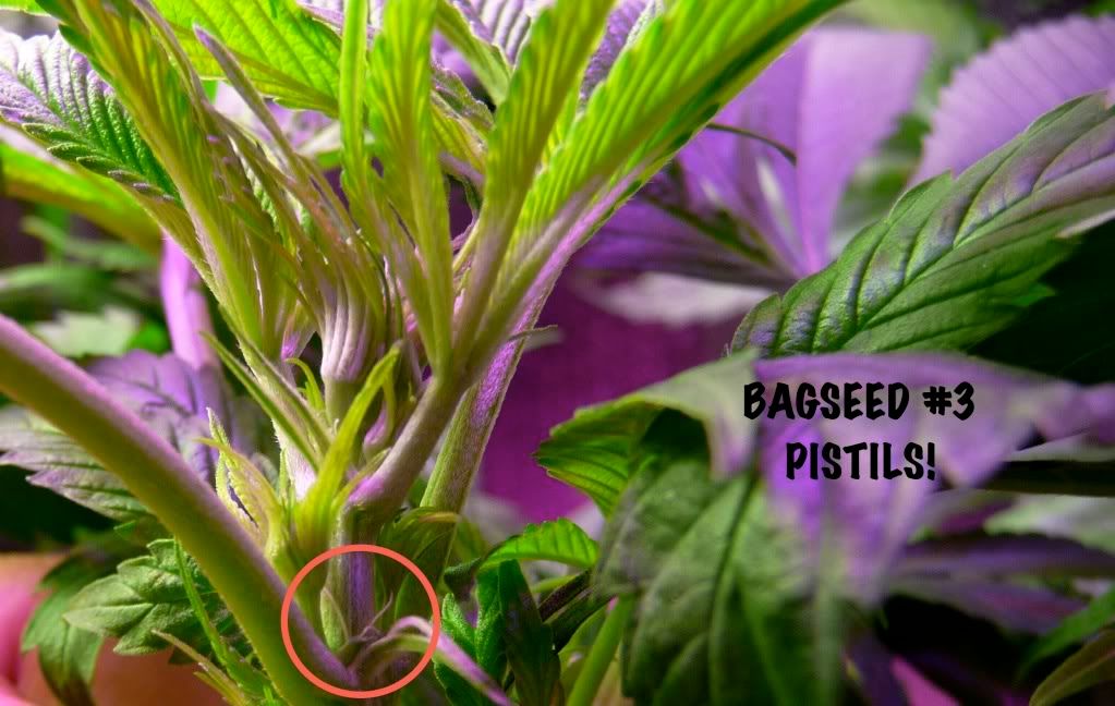 bag3-pistils.jpg