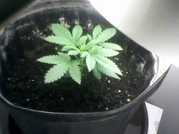 plant-1.jpg
