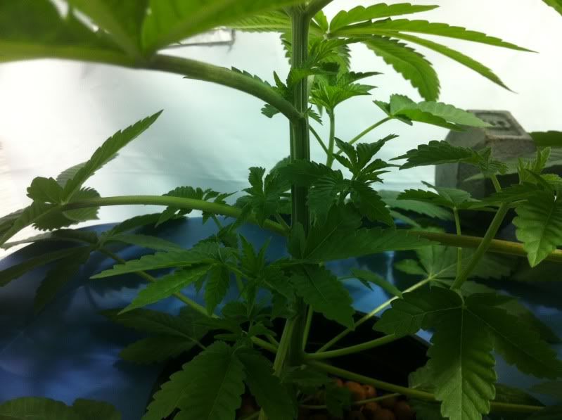 plant2inside.jpg