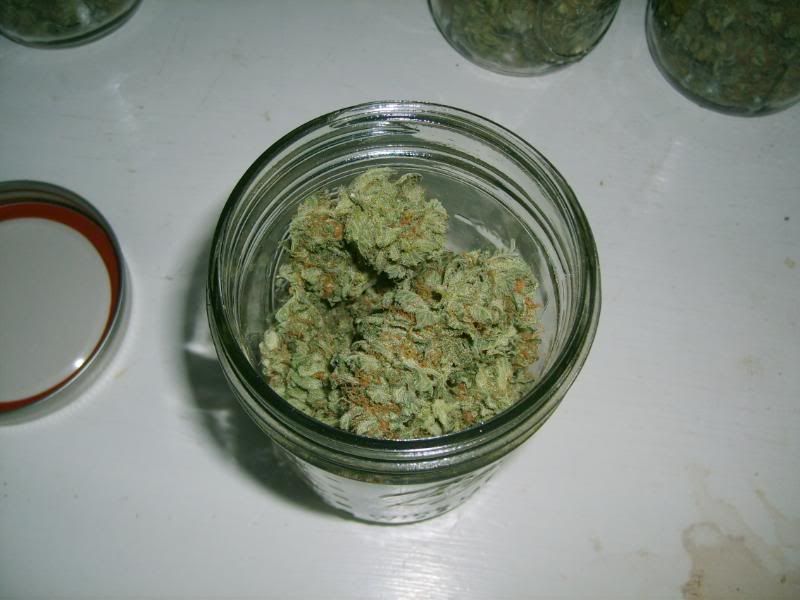 5daysdrying011.jpg