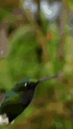 gifs_15.gif