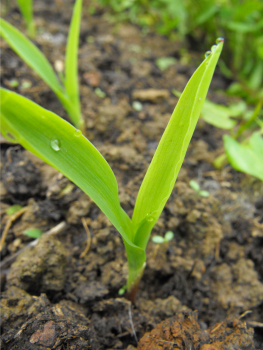 20090509corn.jpg