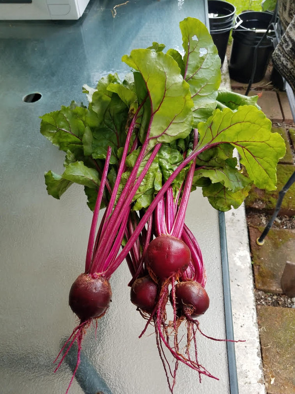 621beets2.jpg