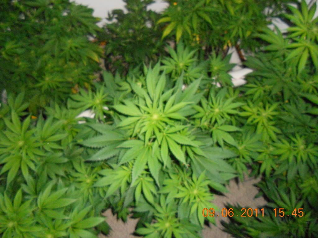 DSCN4510.jpg