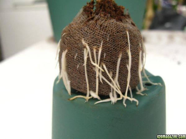 BB_CC_Clones_Sep18_016.jpg