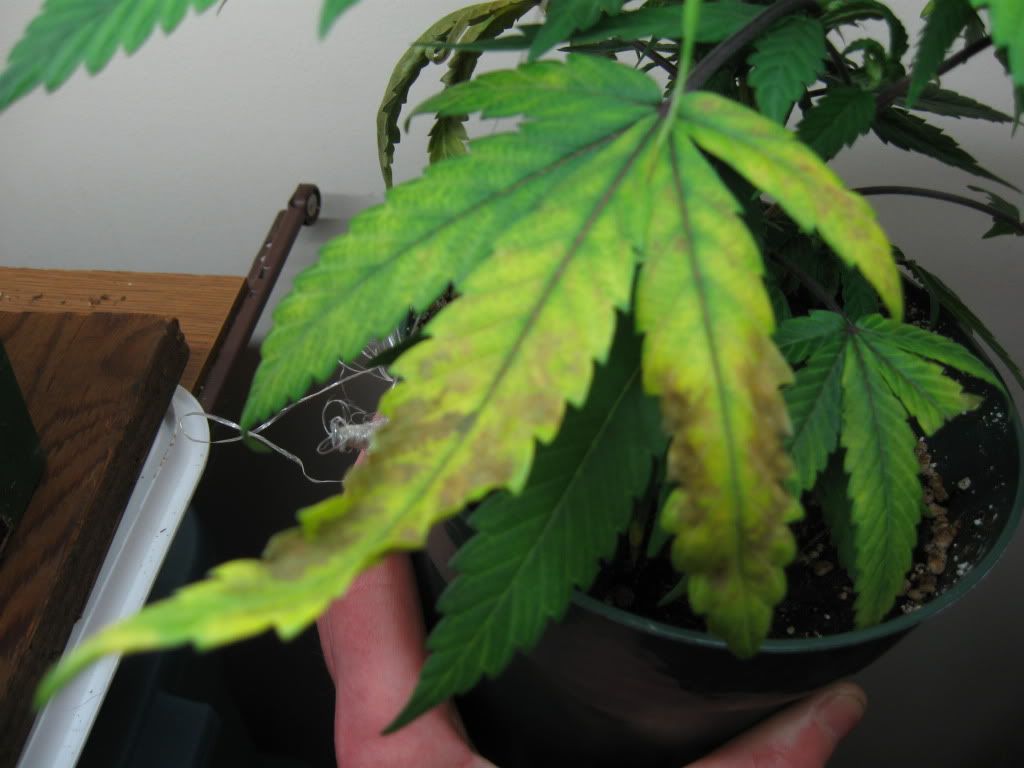 plantproblem014.jpg