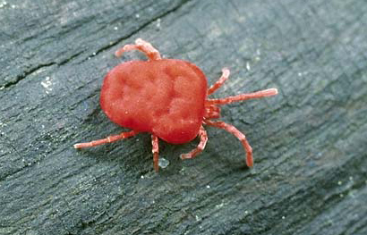chigger1.jpg