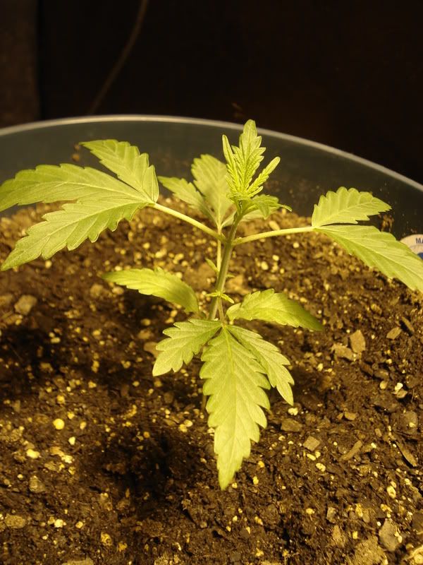 erinplantsxmasnov036.jpg