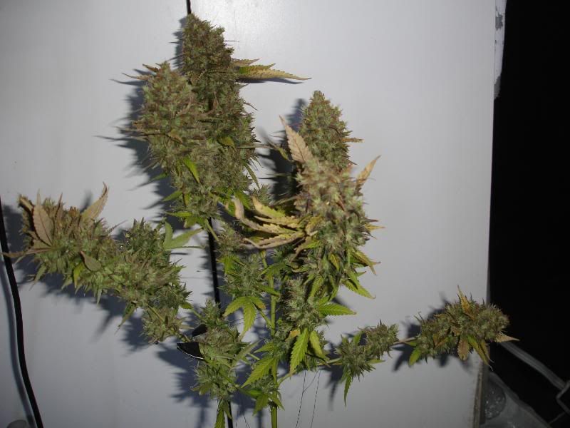 SCxNLPlant1010.jpg