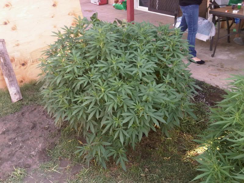 IMG00090-20110704-17051.jpg