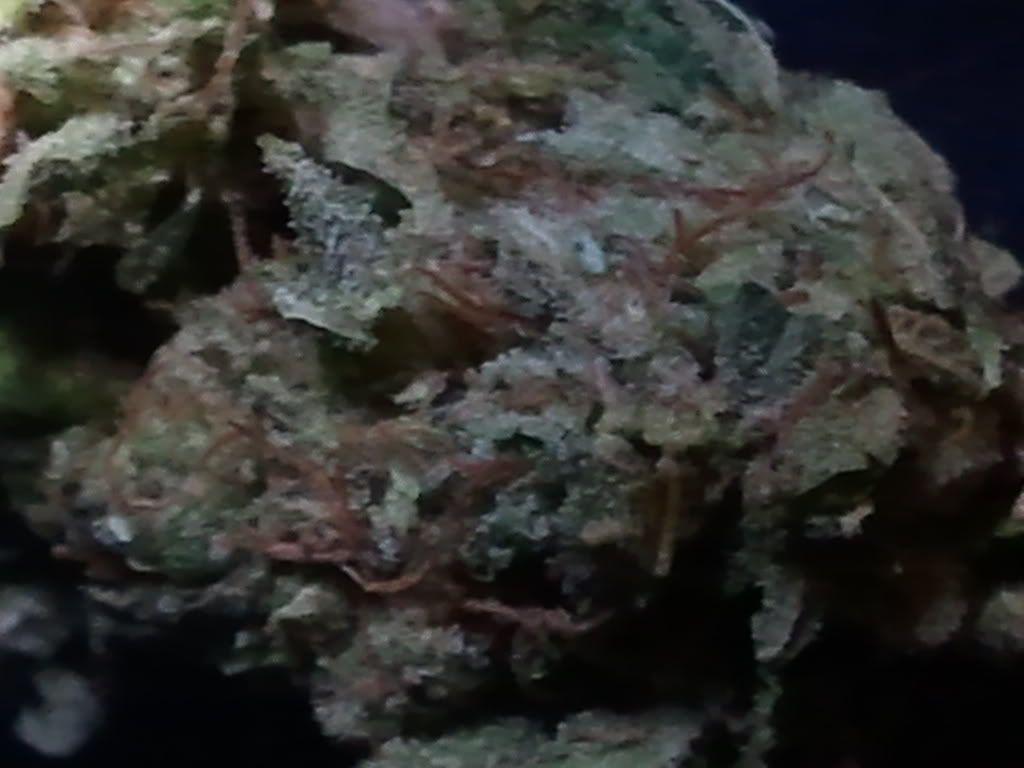 2011-02-21182608.jpg