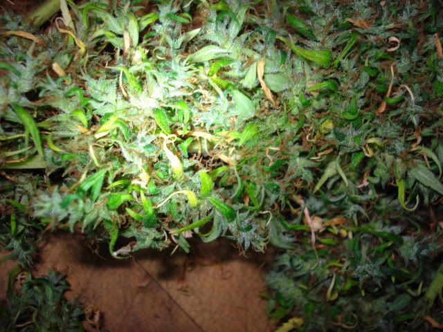 TSSLifeofPlant005.jpg