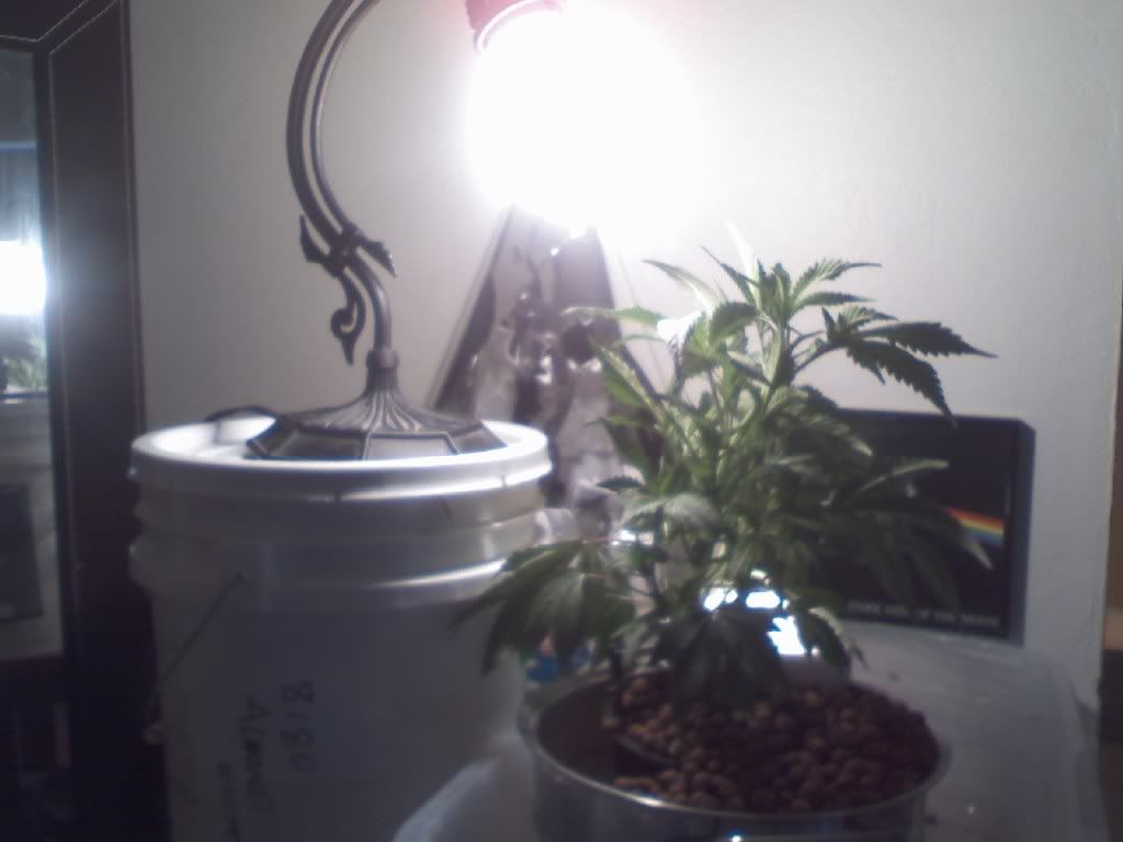 grow4_2.jpg
