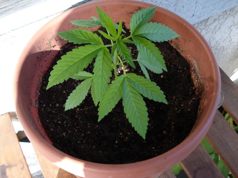 plant001.jpg