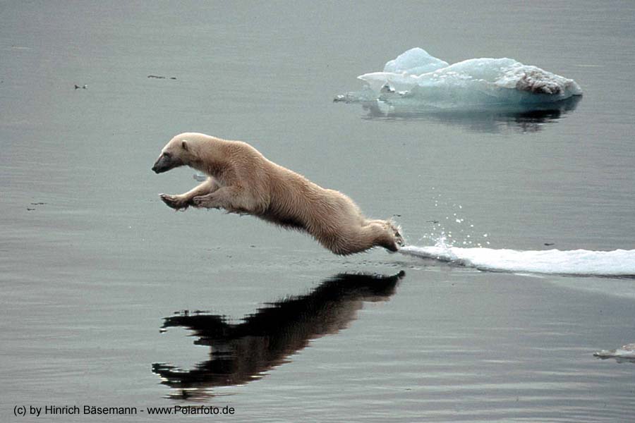 flying_bear.jpg