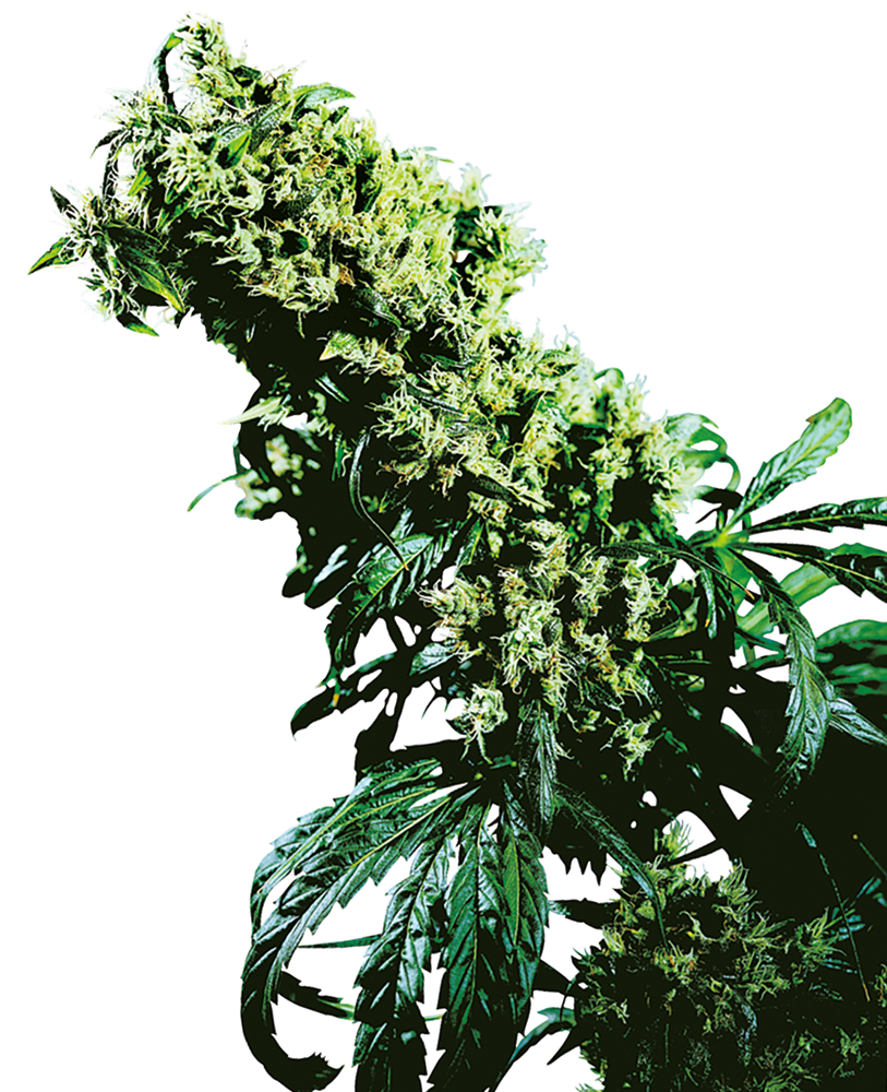 sensiseeds.com