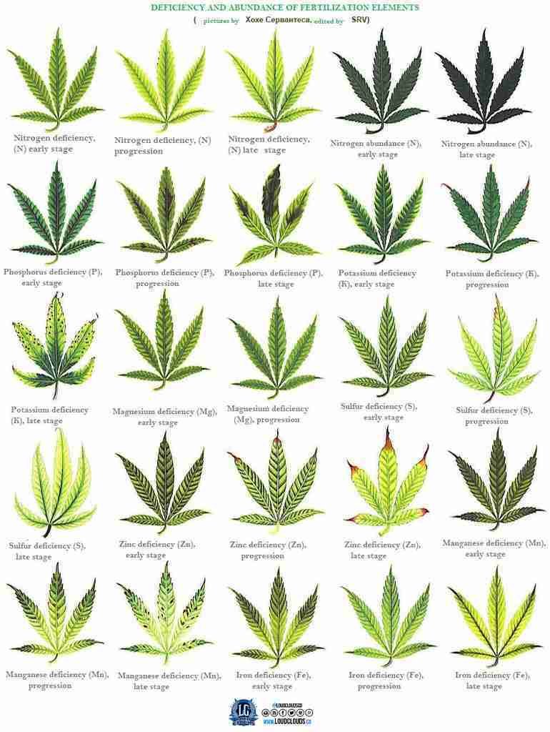 marijuana-deficiency-chart-2.jpg
