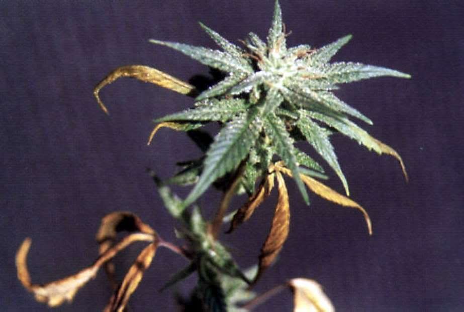 P_Decifient_F_cannabis.jpg