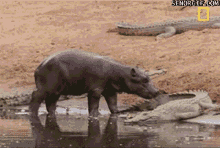 tumblr_mqt268M3xu1qasthro4_r1_400.gif