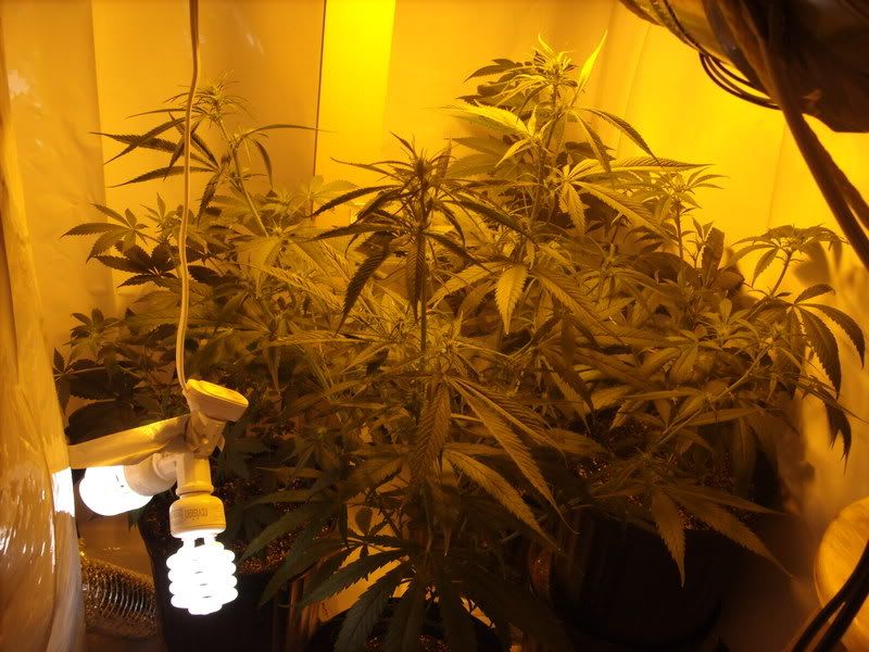 plants13003.jpg