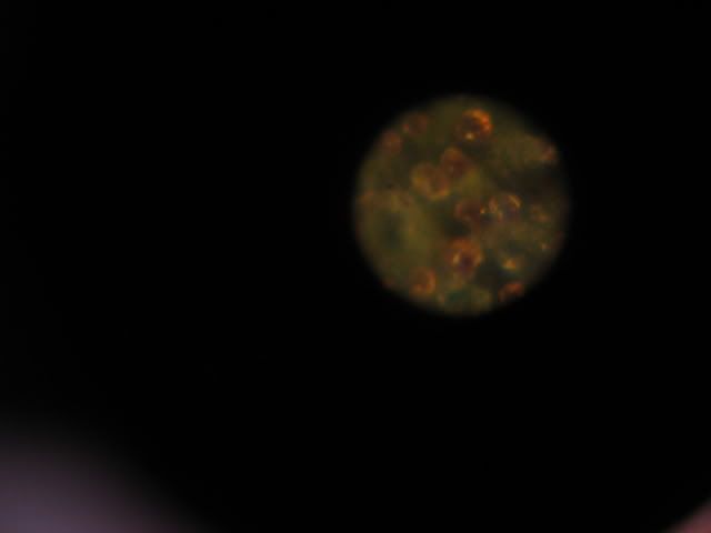 Picture007.jpg