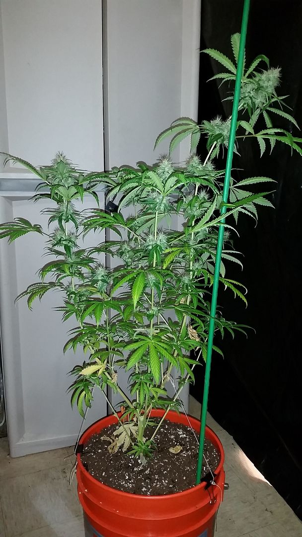royalkush1_zpsdfijuiko.jpg
