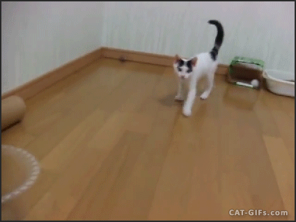 c0a0ccf6de91e2ab179bc3089143825c.gif