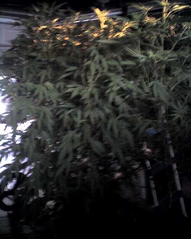 07-07-08_1940.jpg