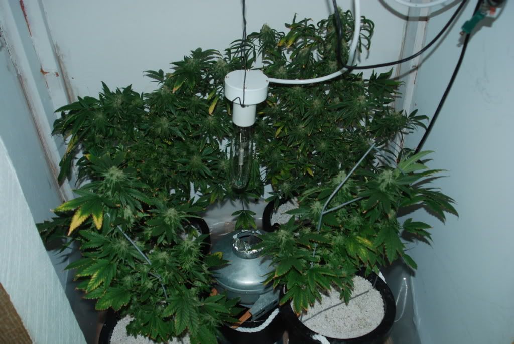 gardennov11.jpg
