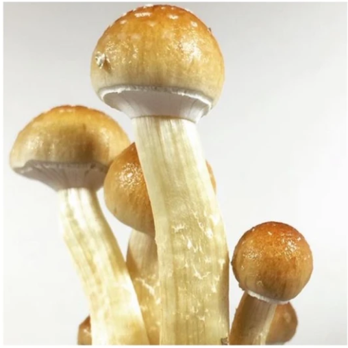 qualityspores.store