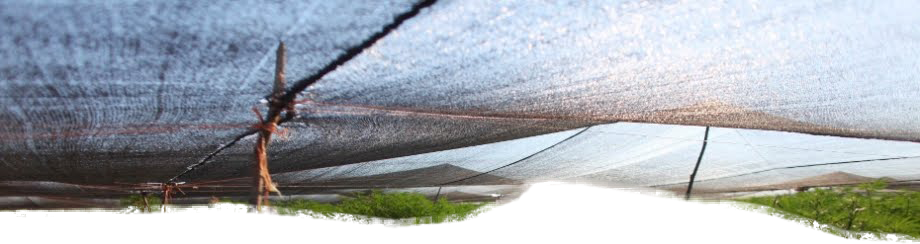 bHTRj77.png