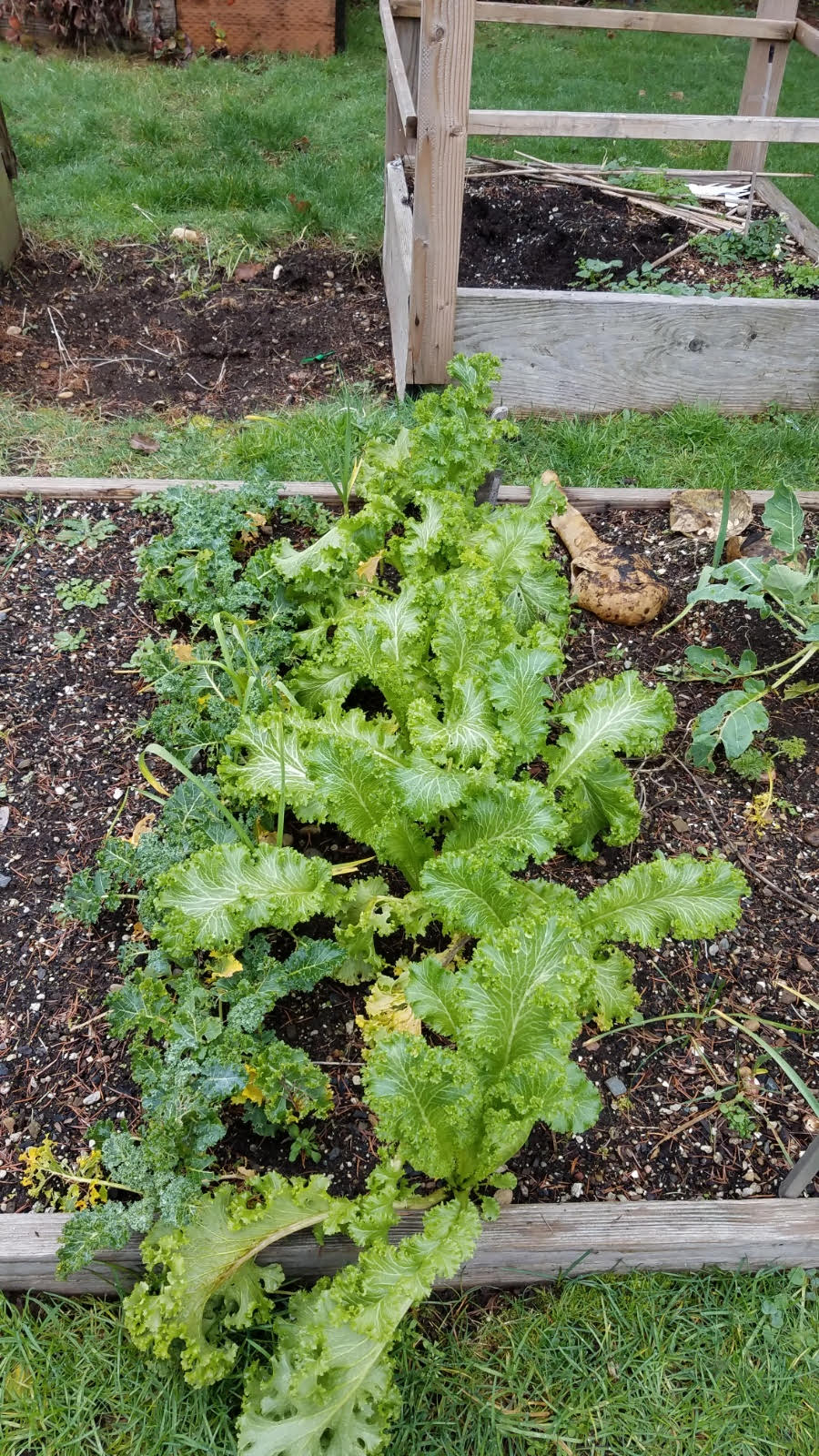 mustardgreens.jpg