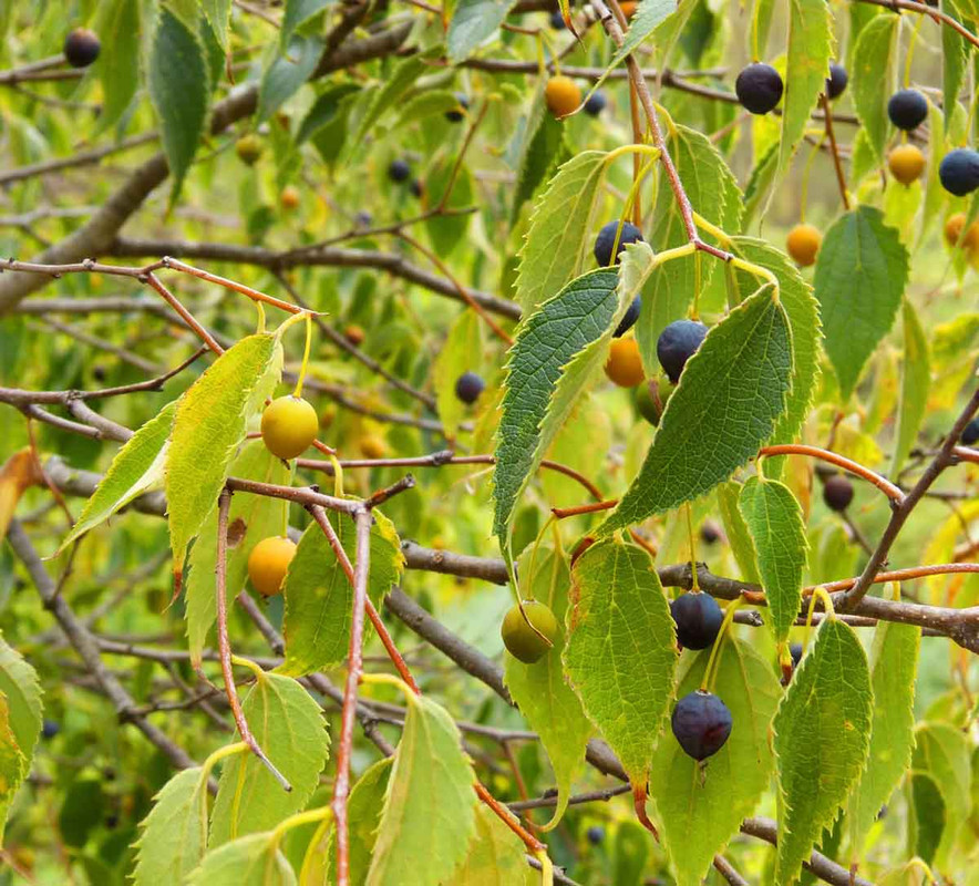 hackberry.jpg