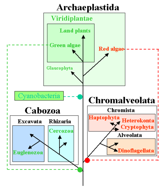 523px-AlgaeTree.png