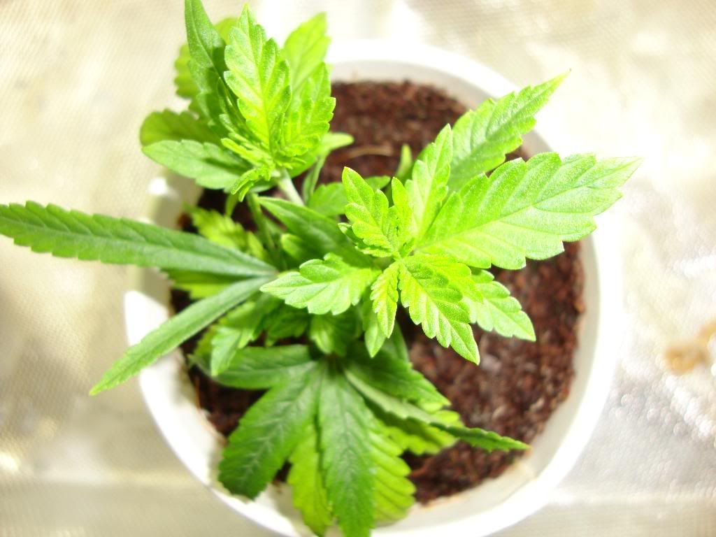 5weeks031.jpg