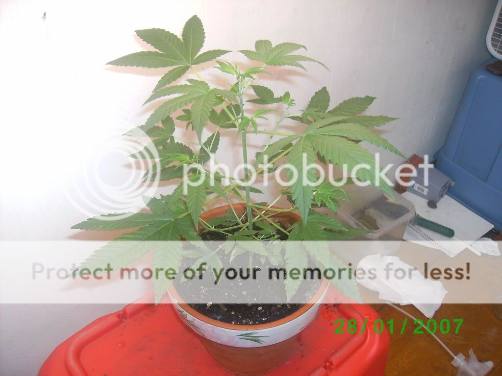 myplant002.jpg