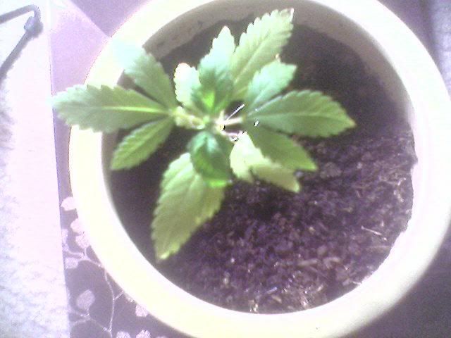 Plant3.jpg