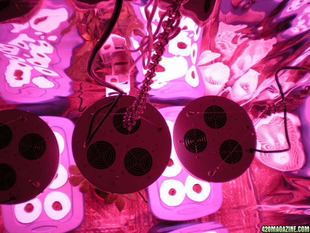 Newlights_14.JPG