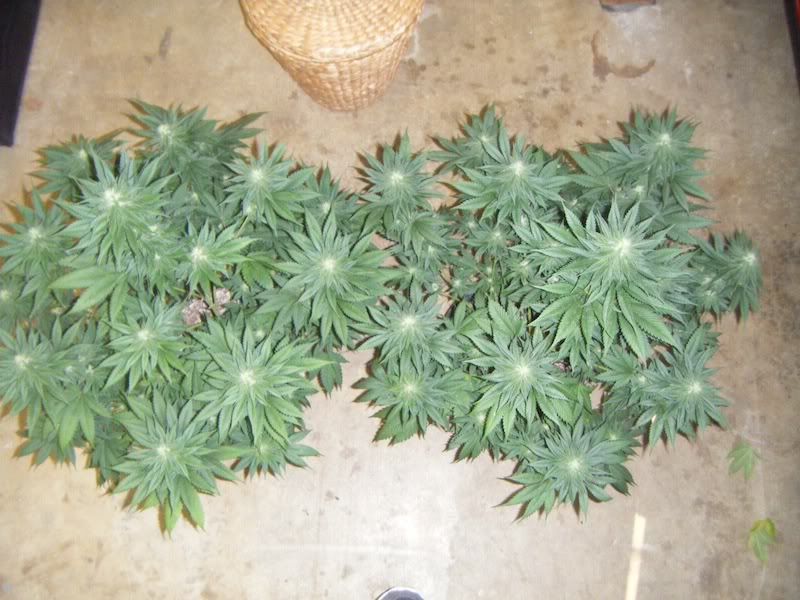 DSCF8288.jpg