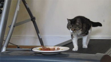 gifs_06.gif