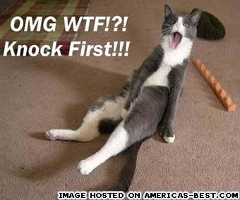 pics_cat-omg-knock-first.jpg