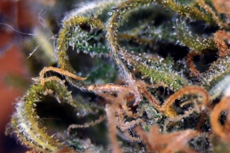 alphadawg_macro_crop.jpg