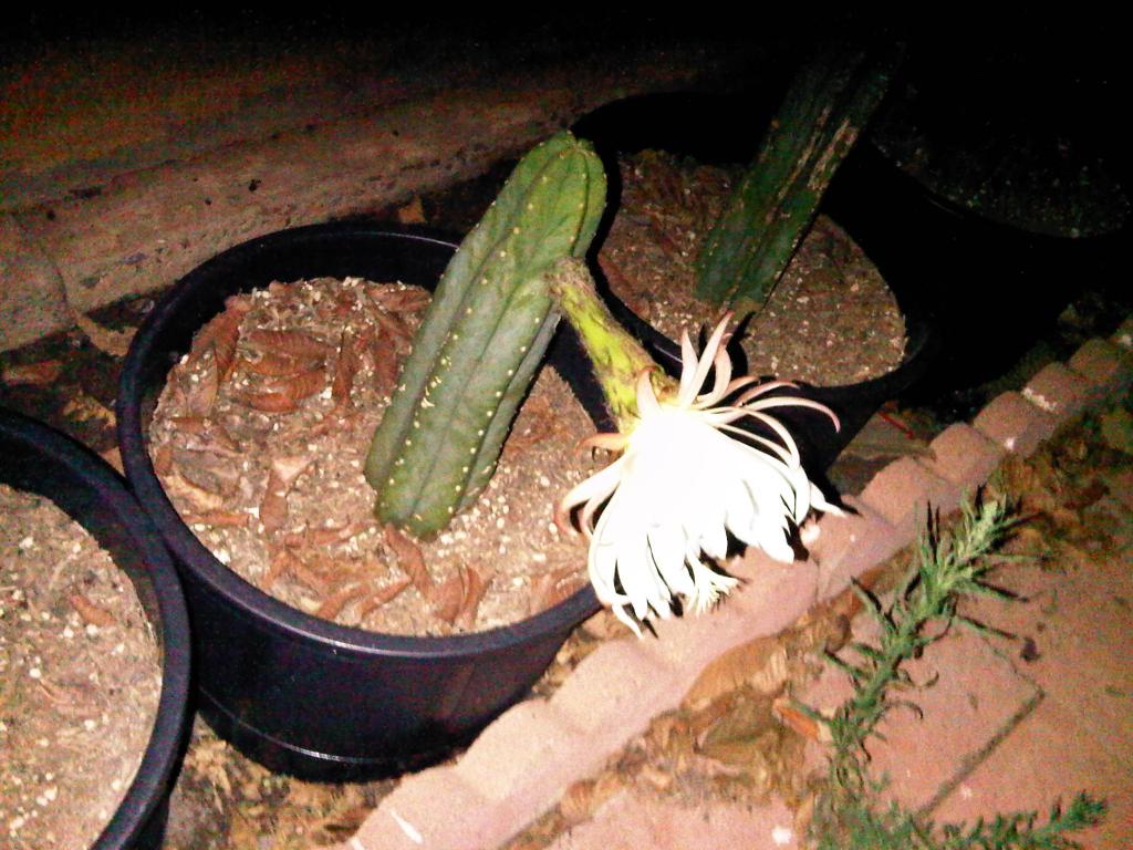 sanpedro6.jpg