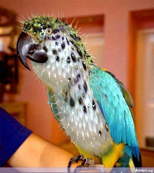 Photoshopped_Animal_03.jpg