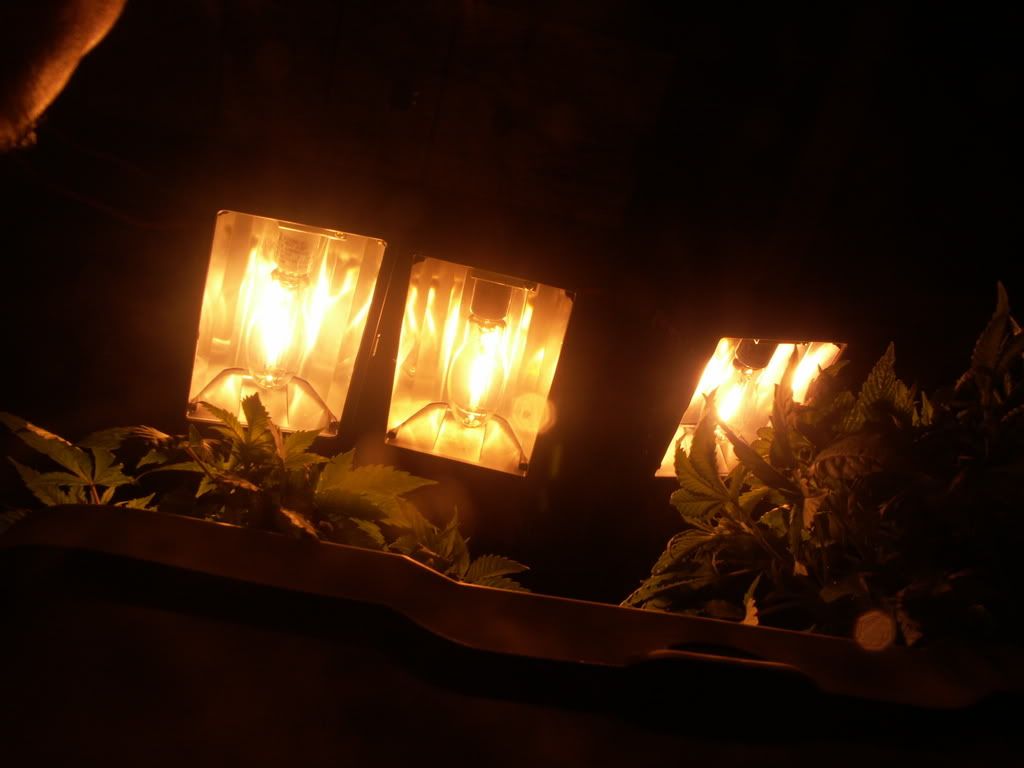 PICT1722.jpg