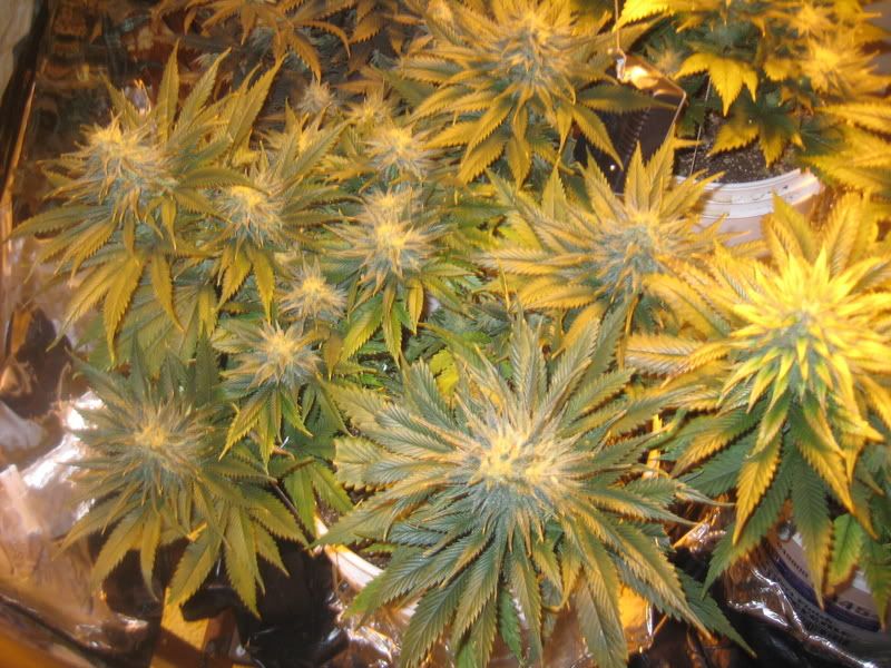 plants191.jpg